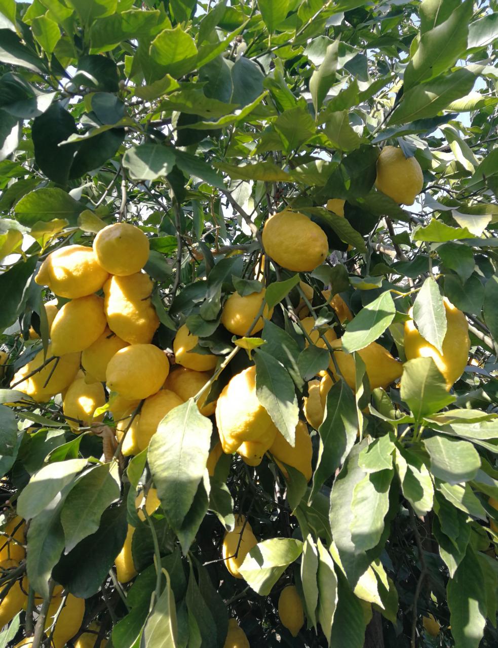 Visit our typical Sorrento garden with lemon grove-28