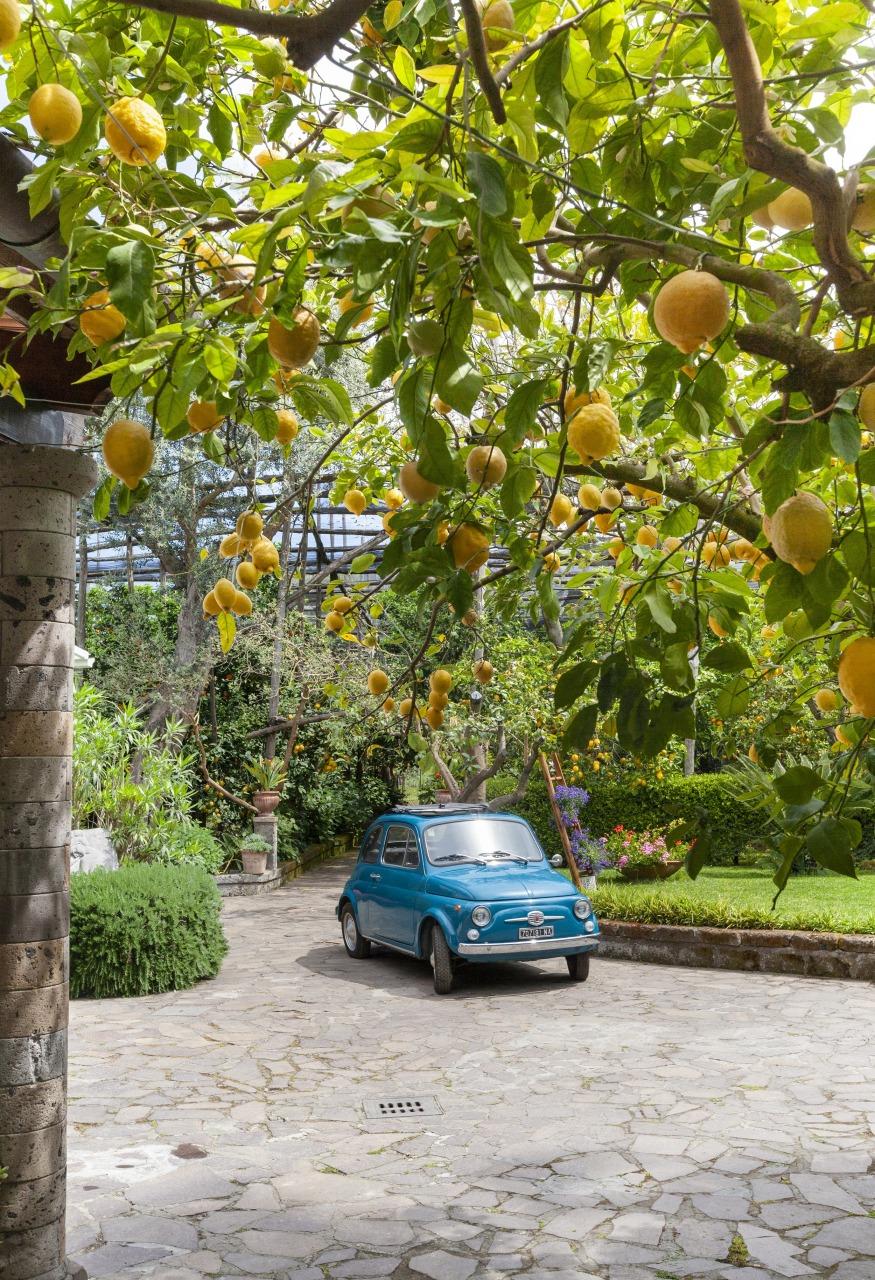 Besuchen Sie unseren typischen Garten in Sorrent mit Zitronenhain-10