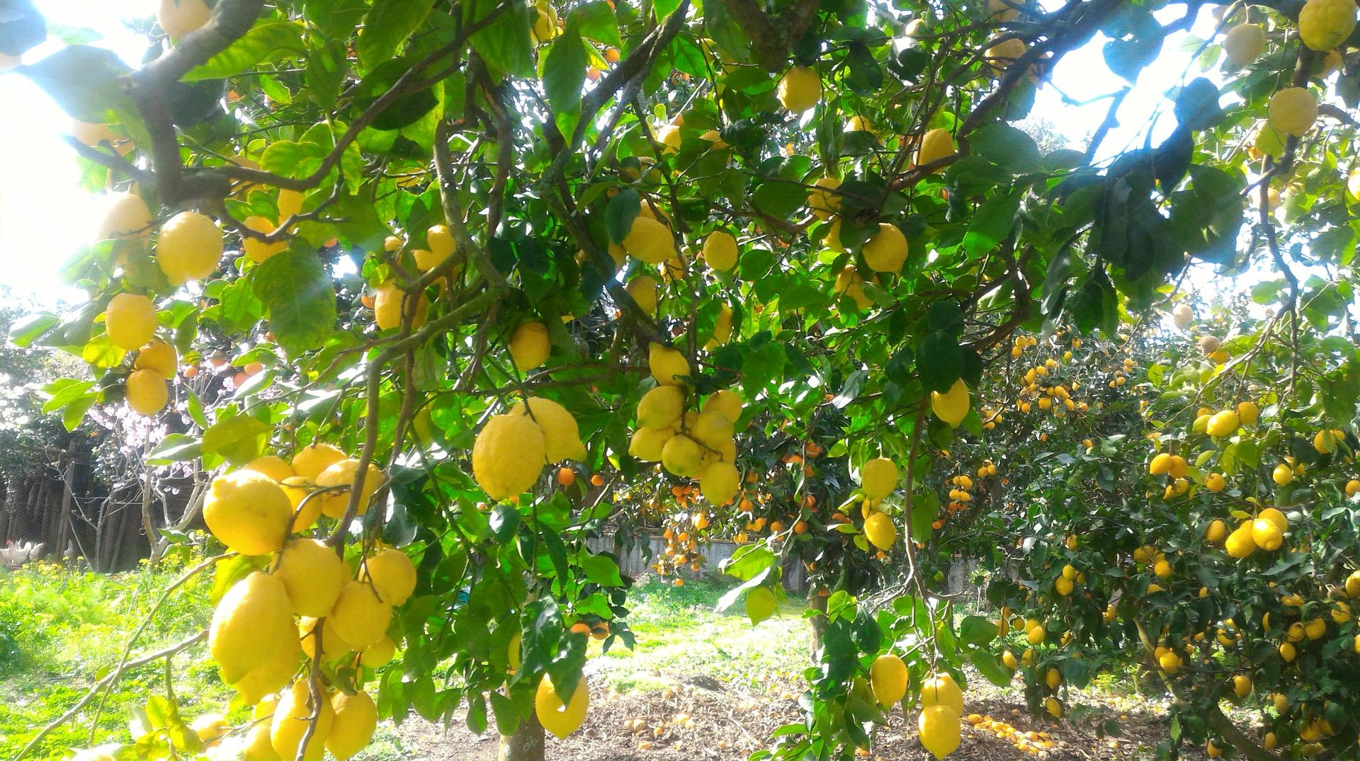 Besuchen Sie unseren typischen Garten in Sorrent mit Zitronenhain-12