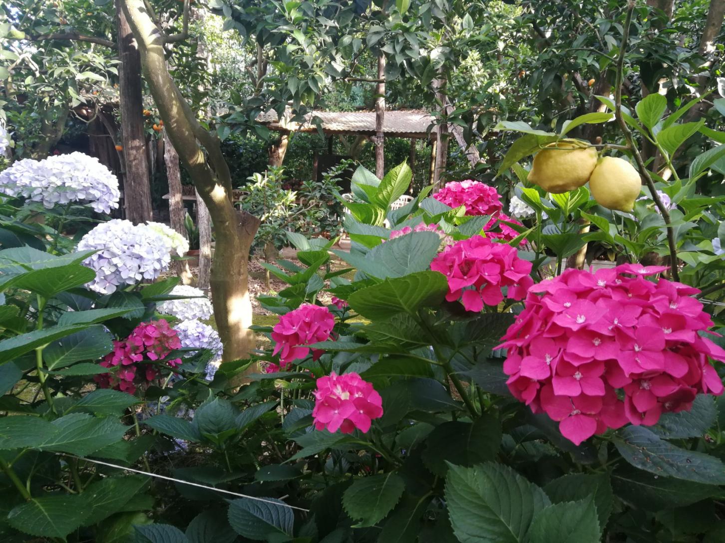 Visit our typical Sorrento garden with lemon grove-3