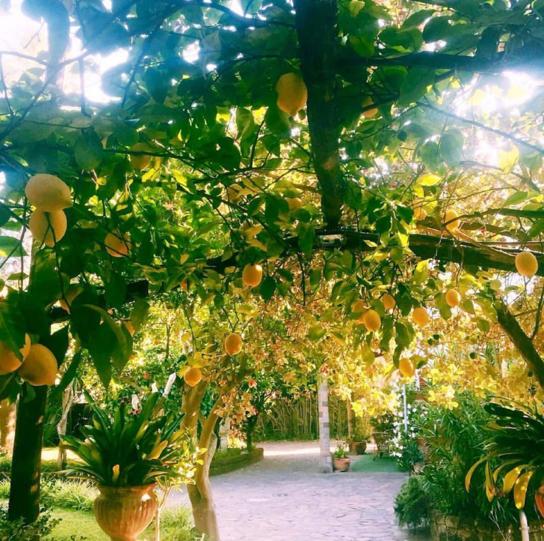 Besuchen Sie unseren typischen Garten in Sorrent mit Zitronenhain-2